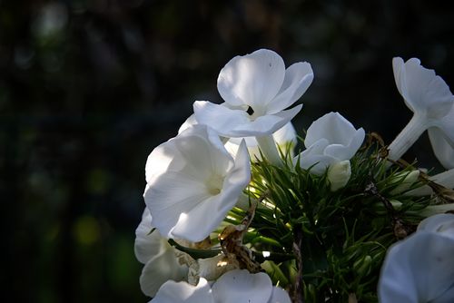 Free Close-up of delicate white phlox flowers basking in sunlight against a dark background. Stock Photo
