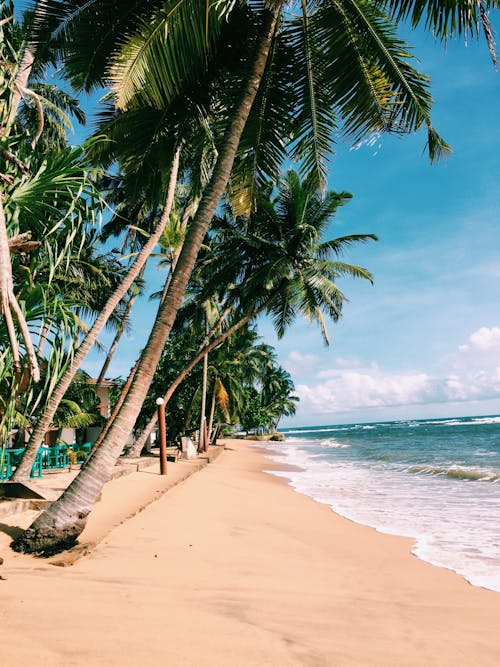 Palm Trees on Beach Shore