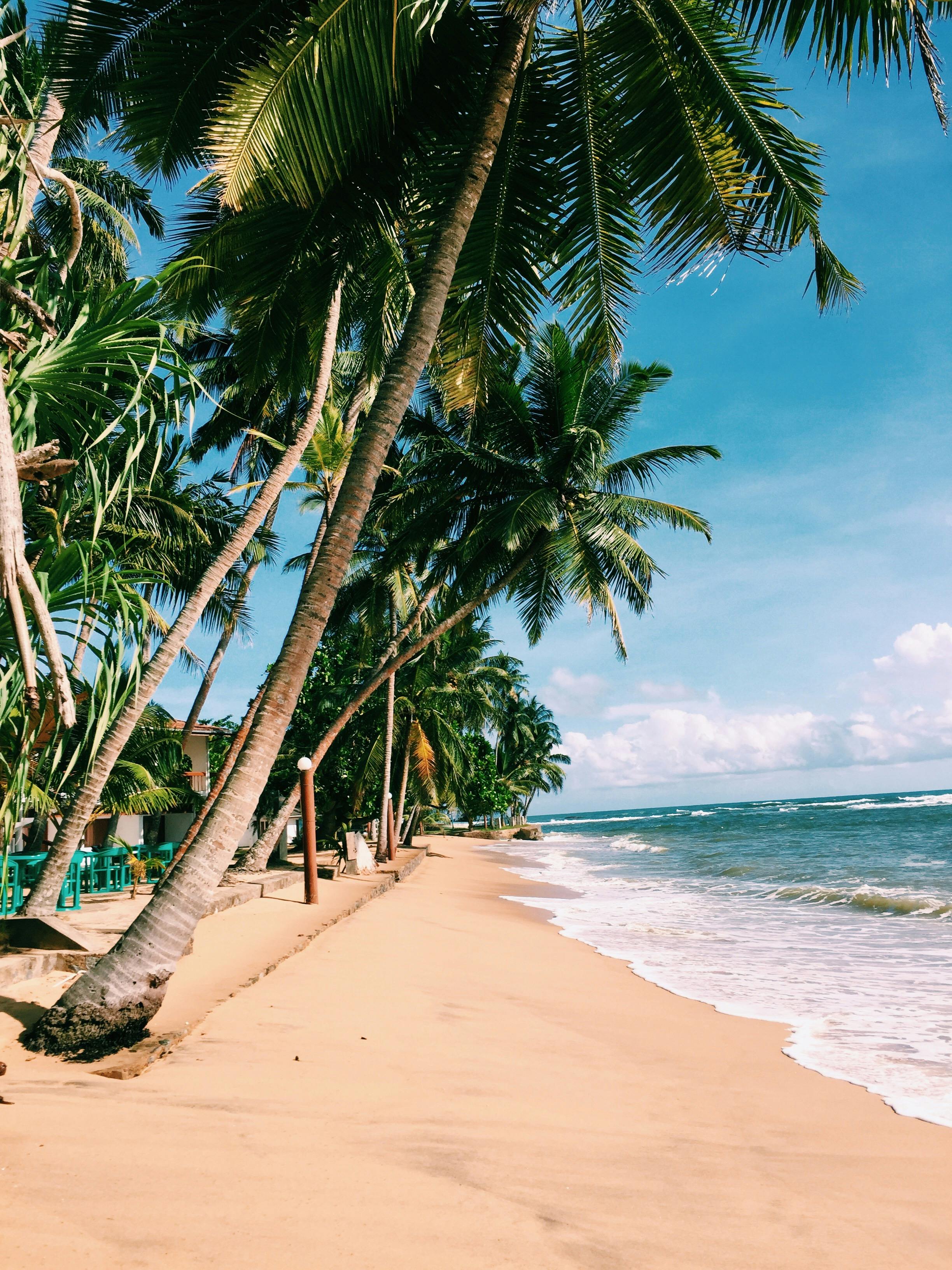 Palm Trees on Beach Shore · Free Stock Photo