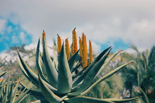 Sok aloesowy na odporność i trawienie – 7 powodów, dla których warto go pić 8 Close-up of aloe vera plant with flowers against a vibrant sky, showcasing nature's beauty.