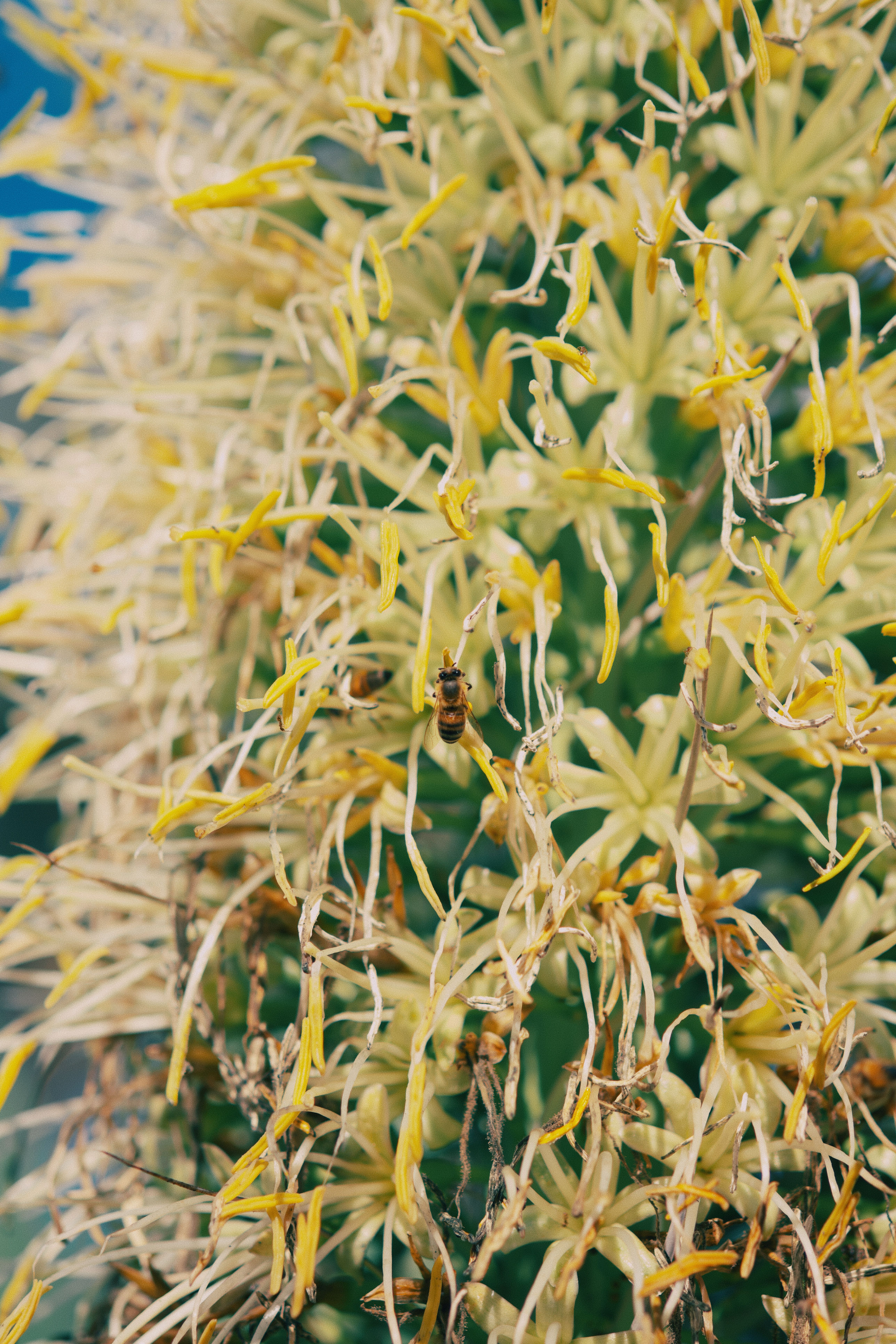 [ColoSach]-close-up-of-a-bee-pollinating-a-tall-yellow-flowering-plant-in-summer.