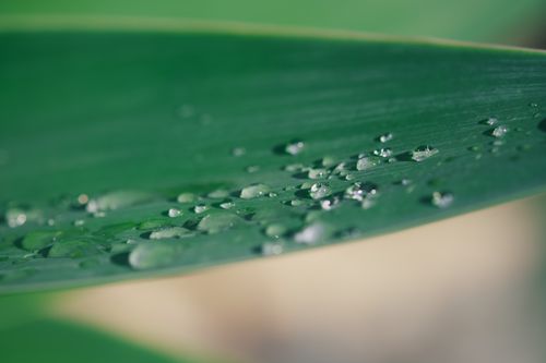 Free Macro shot of fresh dew drops on a vibrant green leaf, capturing nature's delicate details. Stock Photo