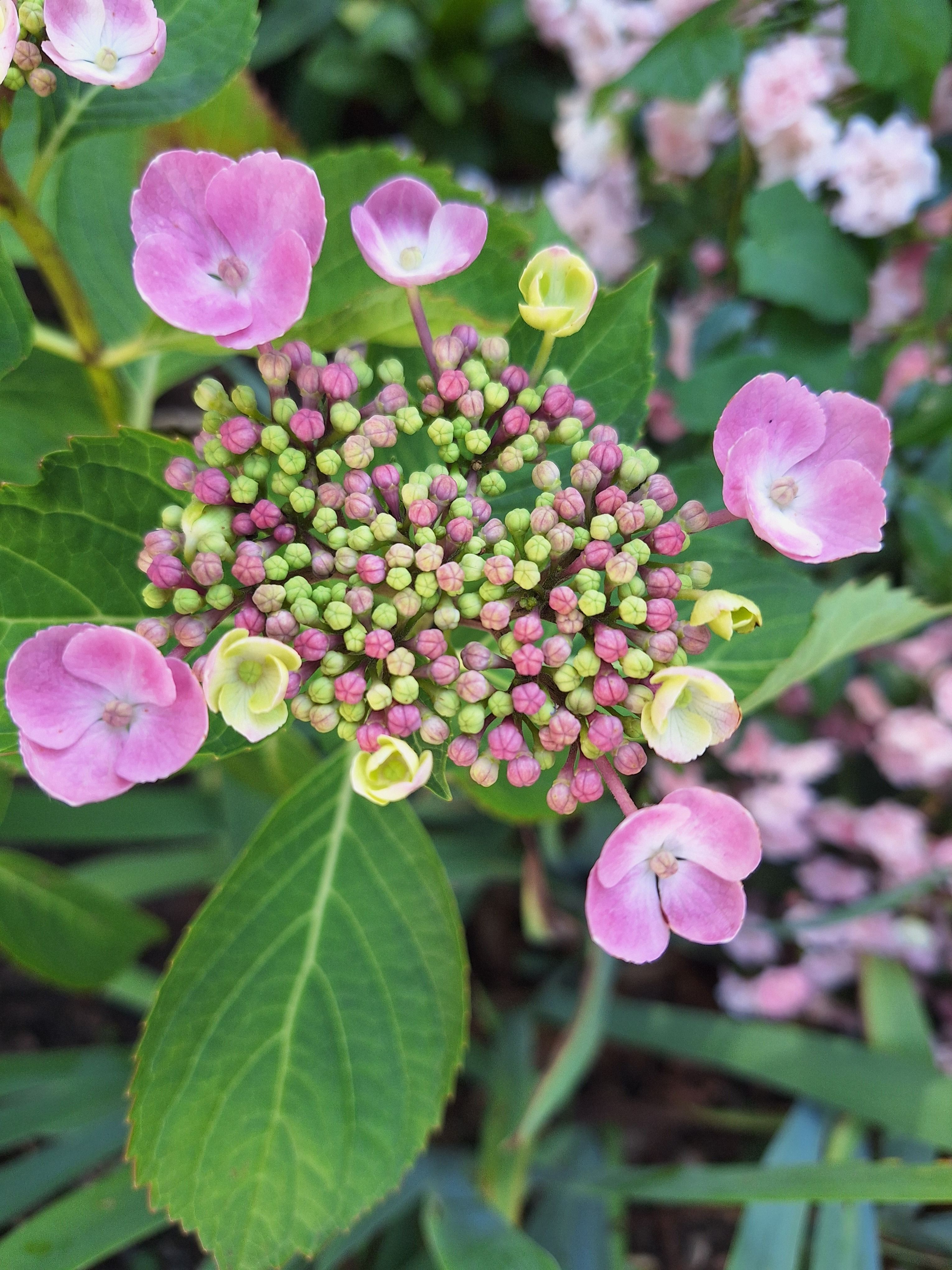 [ColoSach]-detailed-view-of-colorful-hydrangea-flowers-showcasing-nature’s-beauty.