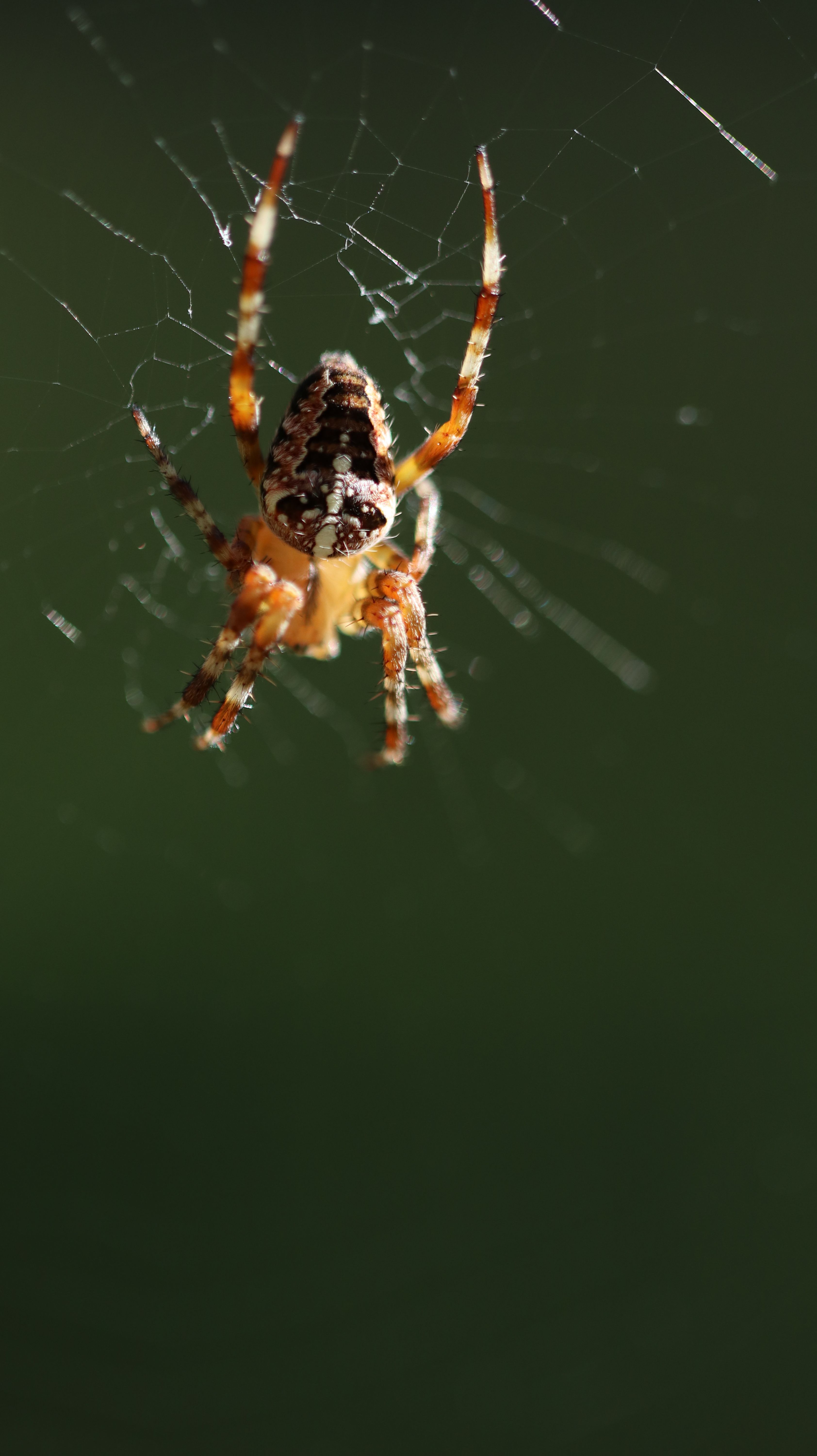 Close-up image of a garden spider (Araneus diadematus) on its web.
