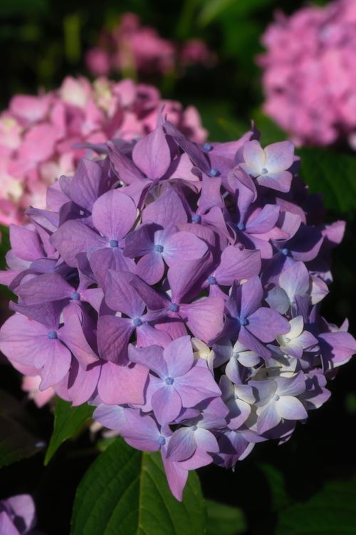 Free Close-up of blooming purple hydrangeas with natural green leaves in daylight. Stock Photo