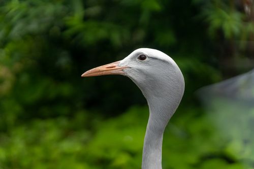 Free Elegant close-up of a Blue Crane with lush green background, showcasing its graceful profile. Stock Photo