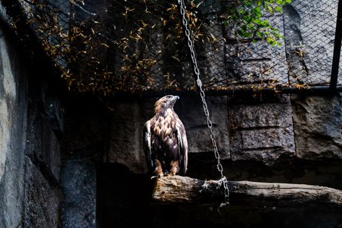 Free Golden eagle in captivity, perched on a branch with a chain indoors, highlighting conservation efforts. Stock Photo
