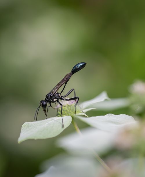 Free Detailed macro shot of an Ammophila wasp resting on a green leaf with a blurred background. Stock Photo