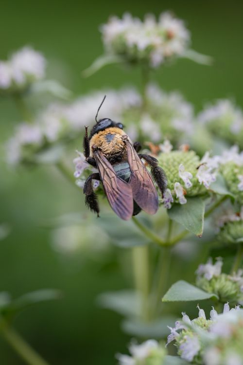 Free Detailed image of a bumblebee perched on a mint plant in full bloom. Stock Photo