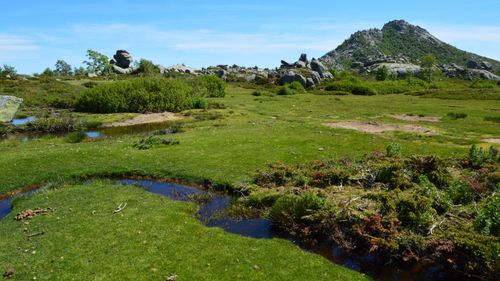 Free Beautiful grassy landscape with rocky hills in Aullène, Corse, France. Stock Photo