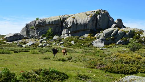 Free Rocky landscape in Aullène, Corsica featuring cows grazing under a clear blue sky. Stock Photo