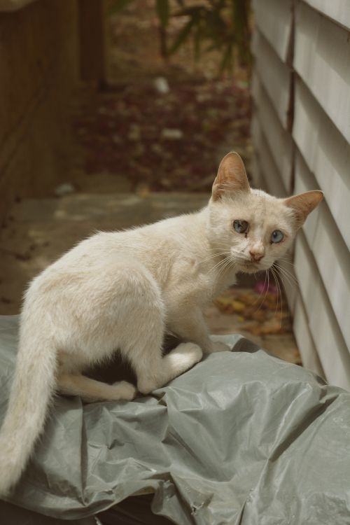 Free Charming white cat with striking blue eyes rests outdoors on a stone path. Stock Photo