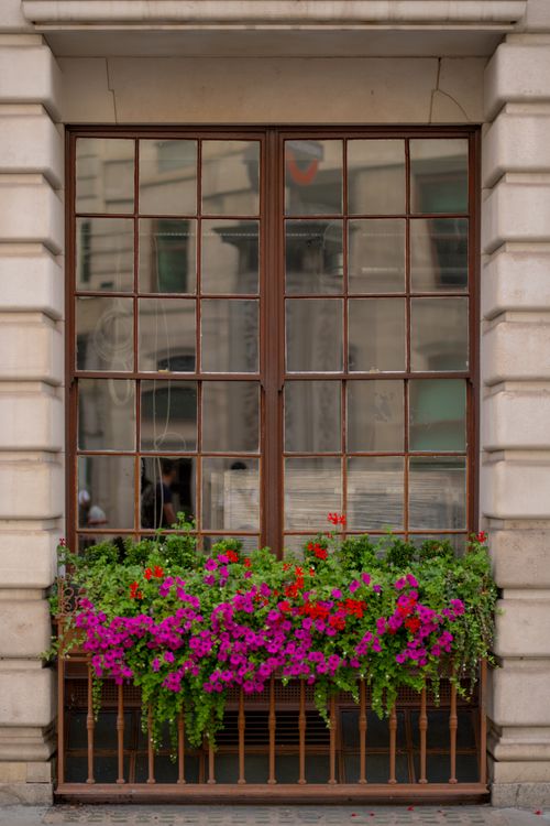 Free A picturesque window in London adorned with colorful flowers and lush greenery. Stock Photo