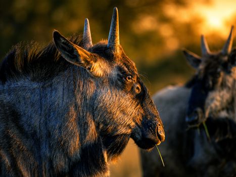 Close-up of a wildebeest in warm sunset light, capturing natural beauty and texture.