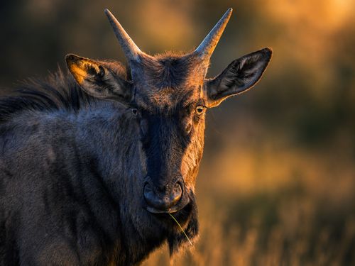 Free Close-up of a blue wildebeest with golden lighting, showcasing its distinctive features and alert gaze. Stock Photo