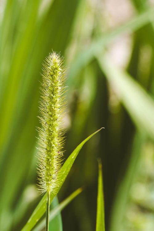Free Detailed close-up of green foxtail grass with blurred green background, highlighting natural texture. Stock Photo