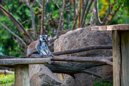 Free Ring-tailed lemur sitting on a log with a natural forest background in Bursa, Türkiye. Stock Photo