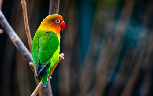 Free Close-up of a colorful lovebird sitting on a branch outdoors in Bursa, Türkiye. Stock Photo