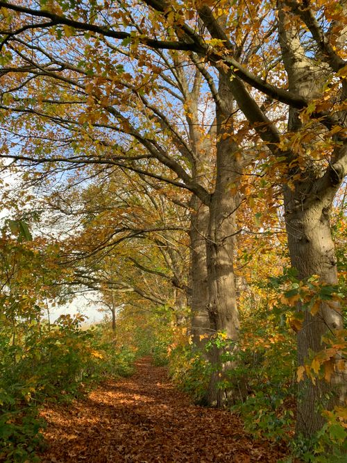 Free Explore a tranquil forest path surrounded by vibrant autumn foliage on a sunny day. Stock Photo