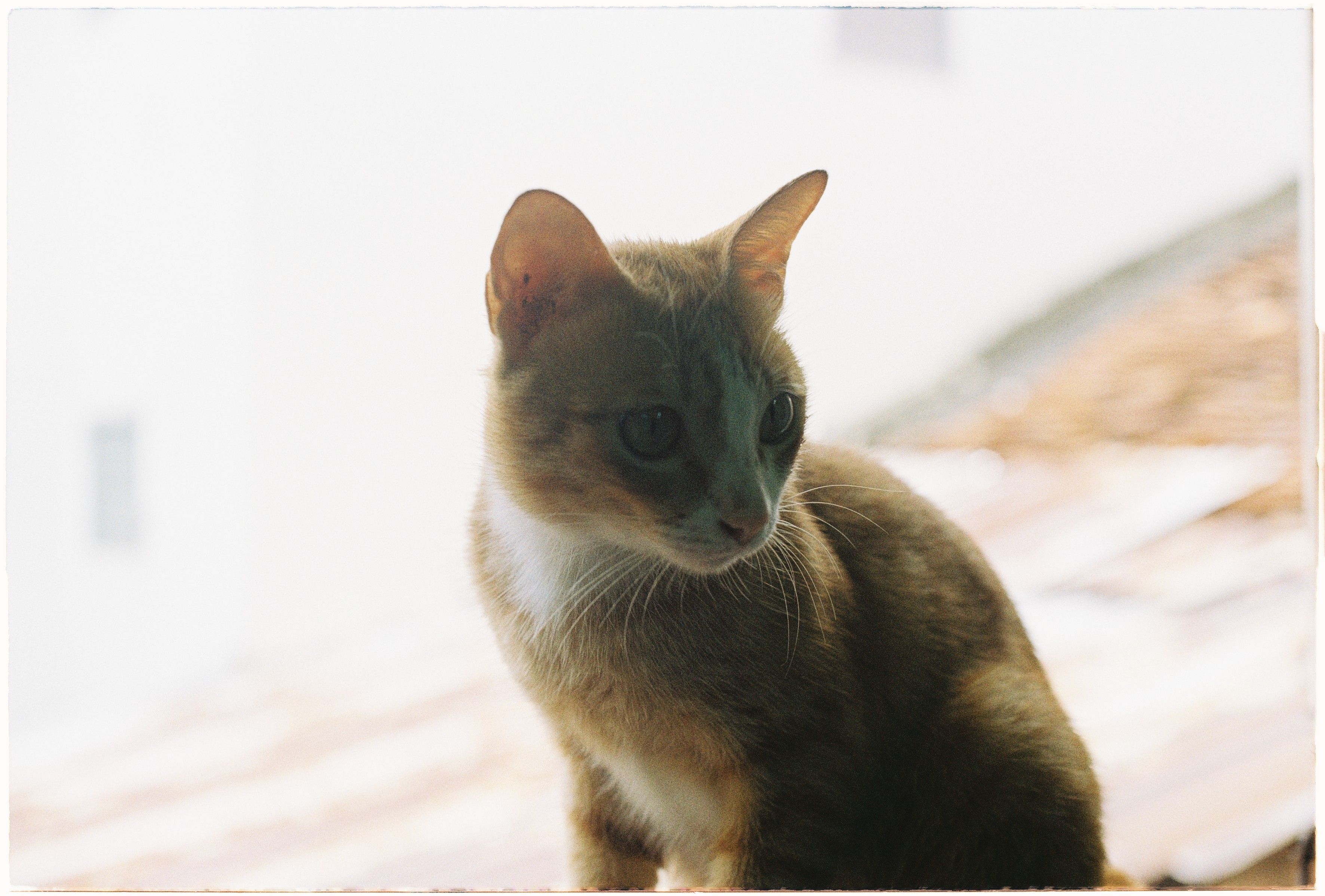 Portrait of a cat at a veterinary clinic