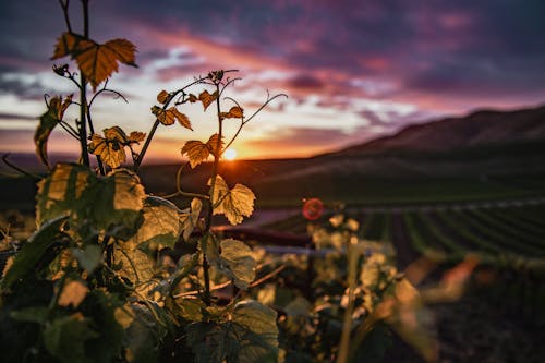 Ilmainen kuvapankkikuva tunnisteilla aamu, auringonlasku, auringonnousu