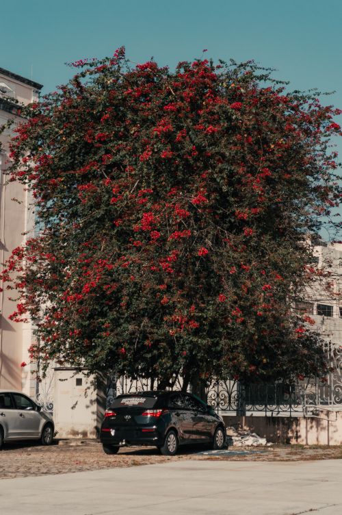 Free Vivid bougainvillea tree shades cars on a street in Natal, Brazil, showcasing urban nature. Stock Photo