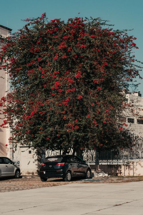 Free Bougainvillea tree with red flowers on a sunny street in Natal, Brazil, adding vibrant color to the urban setting. Stock Photo