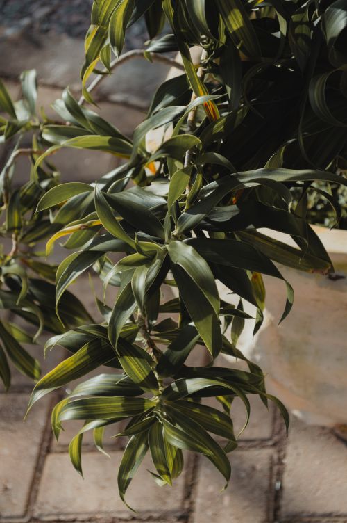 Free Detailed view of lush green plant leaves outdoors in Natal, Brazil. Stock Photo