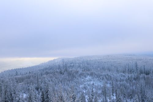 Free A serene winter view of snow-covered forests in Zakopane, Poland, under a soft sky. Stock Photo