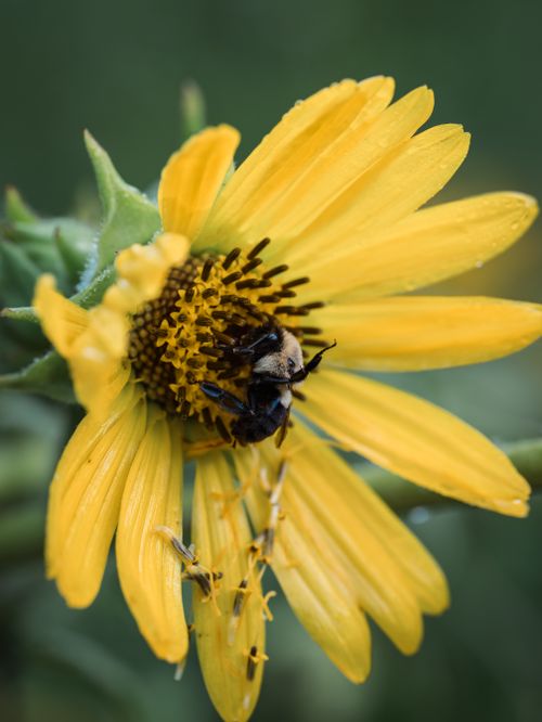 Free Macro shot of a bee collecting pollen from a vibrant yellow flower in summer. Stock Photo