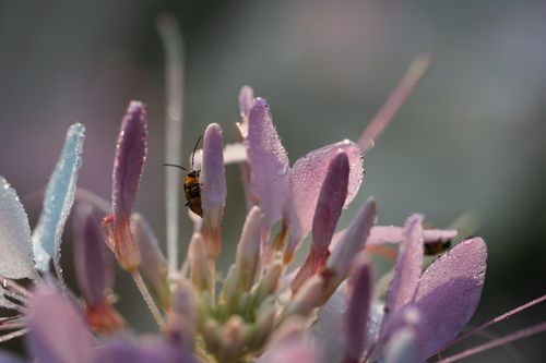Free Detailed macro shot of a beetle on dewy pink petals in soft morning light. Stock Photo