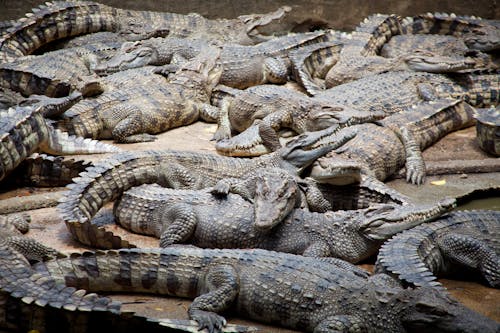 Crocodiles on Sand