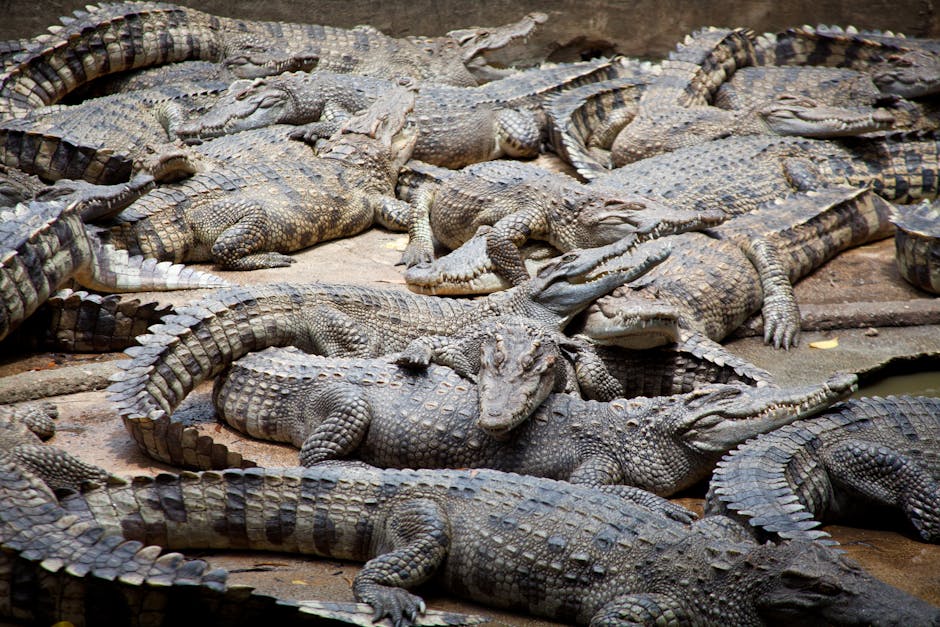 The Apex Predators: Crocodile, Gorilla, and Beyond