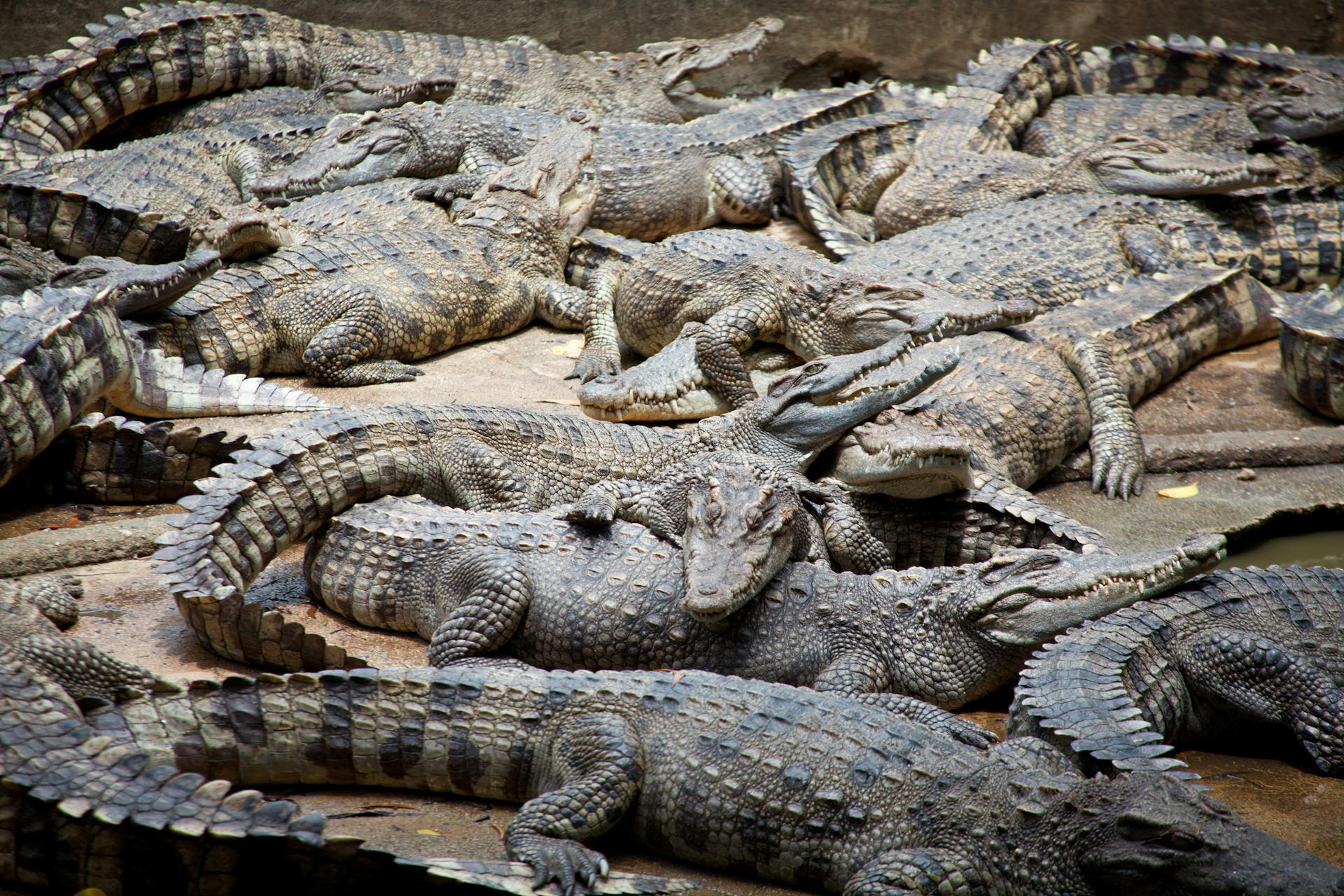 Group of crocodiles basking together, showcasing their textured scales in a natural habitat.