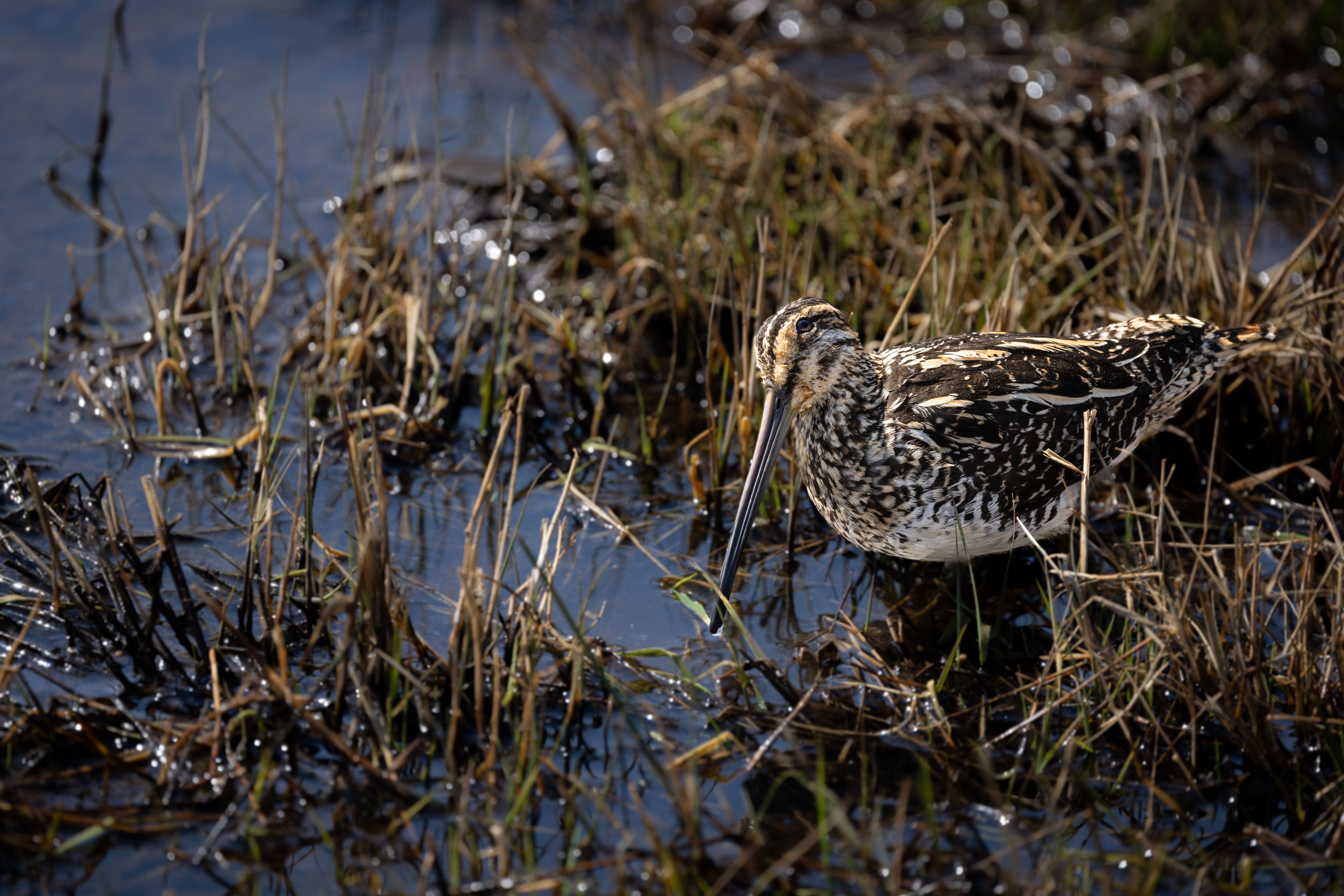 A common snipe wades through a wetland, showcasing its distinctive camouflaged plumage.