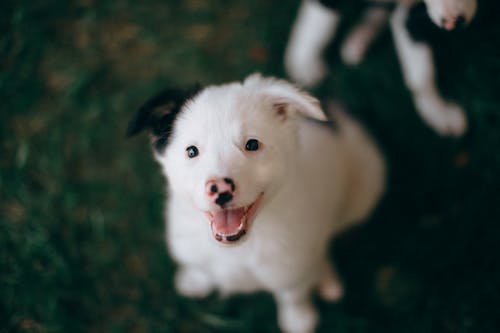 White And Black Short Coat Small Dog Sitting On Green Grass