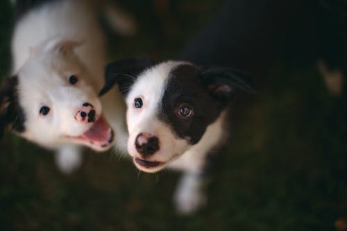 Free Black And White Border Collie Puppies Stock Photo
