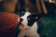 一只长着蓝眼睛的可爱边境牧羊犬小狗，正在户外嚼着一根棍子玩耍
