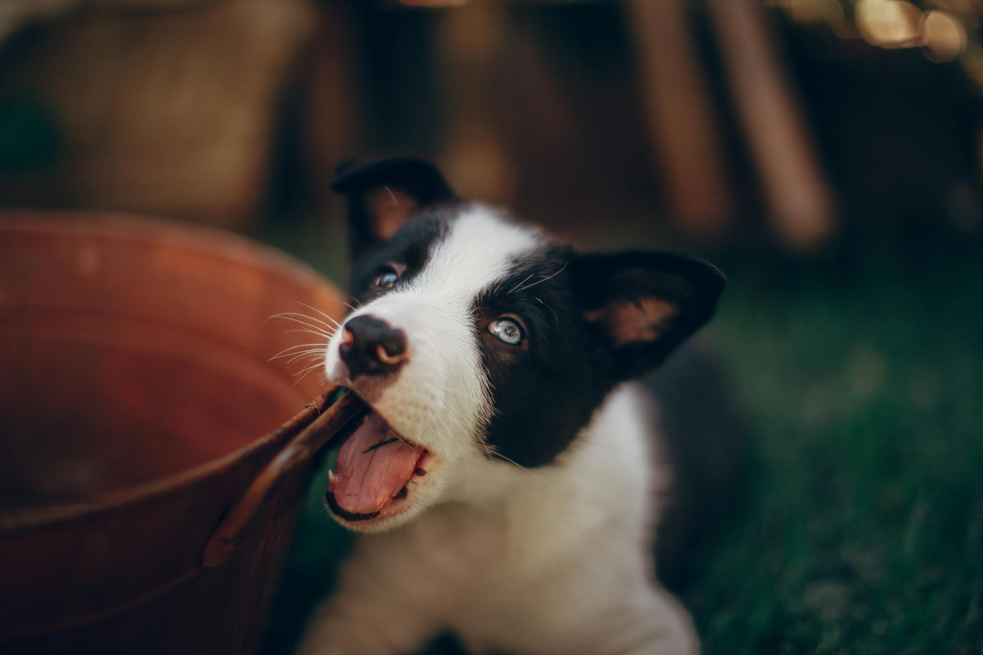 Zwart-witte bordercollie-puppy