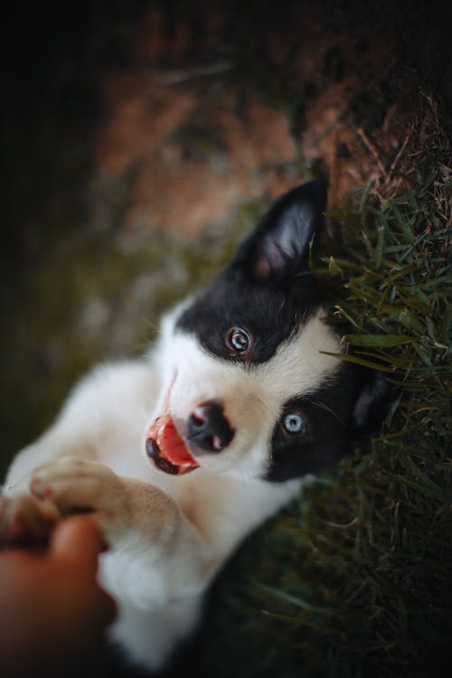 黑色和白色边境牧羊犬幼犬躺在绿色的草地上