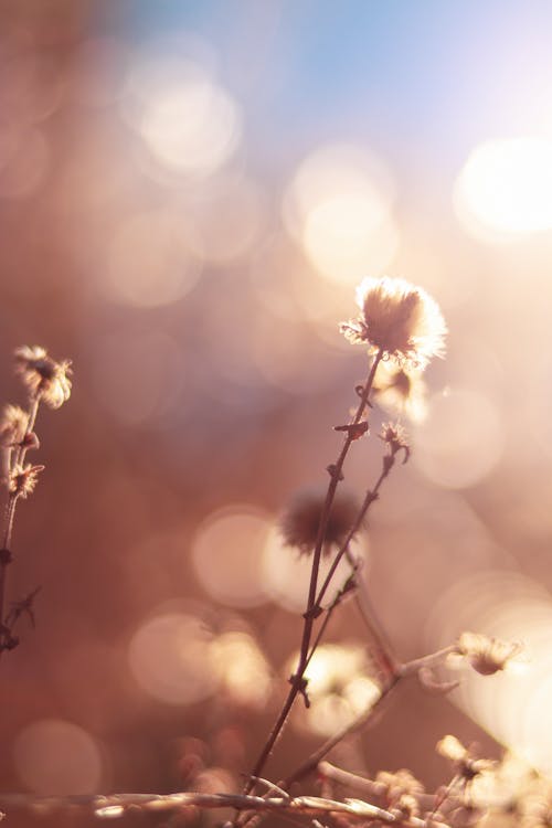 Flowers In Tilt Shift Lens