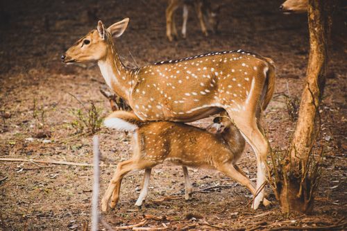 Free A mother spotted deer nursing her fawn in the wild, showcasing nurturing behavior in nature. Stock Photo