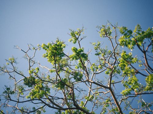 Free A beautiful view of green tree branches reaching towards a clear blue sky, evoking the essence of spring. Stock Photo