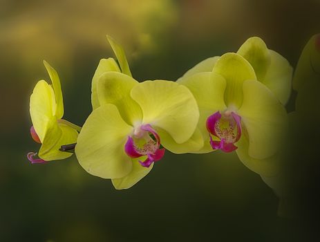 Close-up of vibrant yellow orchids with pink centers in soft focus background.