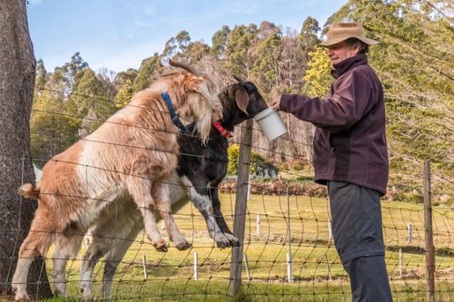 Free A farmer feeds two goats over a fence in rural Tasmania, showcasing farm life. Stock Photo