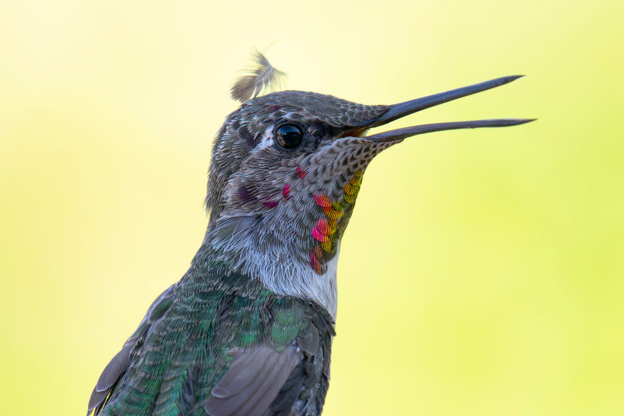 Detailed portrait of a vibrant Anna's Hummingbird with open beak and colorful feathers.