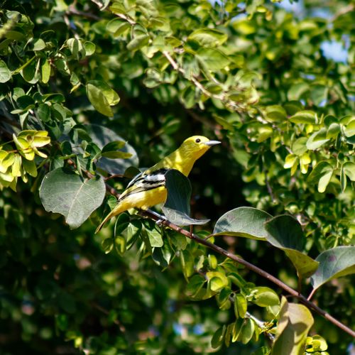 Free A Black-naped Oriole perched gracefully among lush green leaves, showcasing its vibrant yellow plumage. Stock Photo