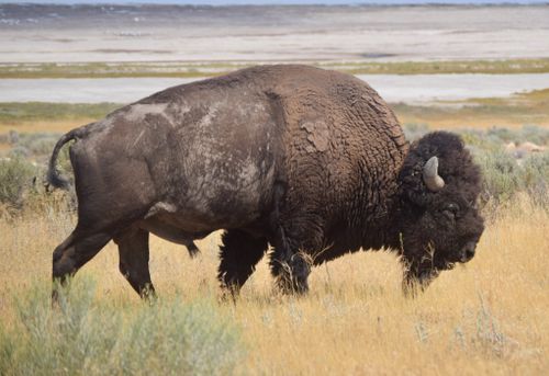 Free A majestic American bison grazing in an expansive open field, showcasing wildlife in its natural environment. Stock Photo