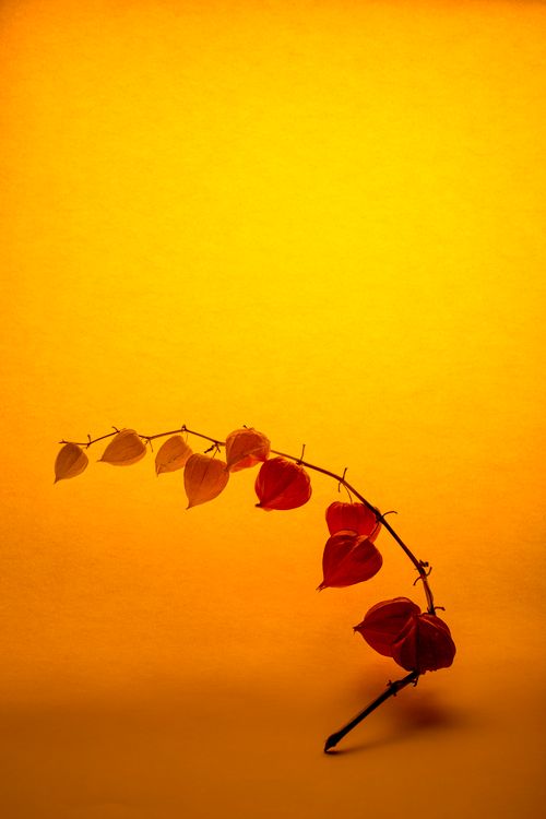 Free Artistic display of a colorful autumnal branch with vibrant leaves on a yellow background. Stock Photo