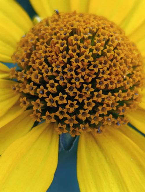 Free Close-up shot of a vibrant yellow flower showcasing intricate petal patterns. Stock Photo